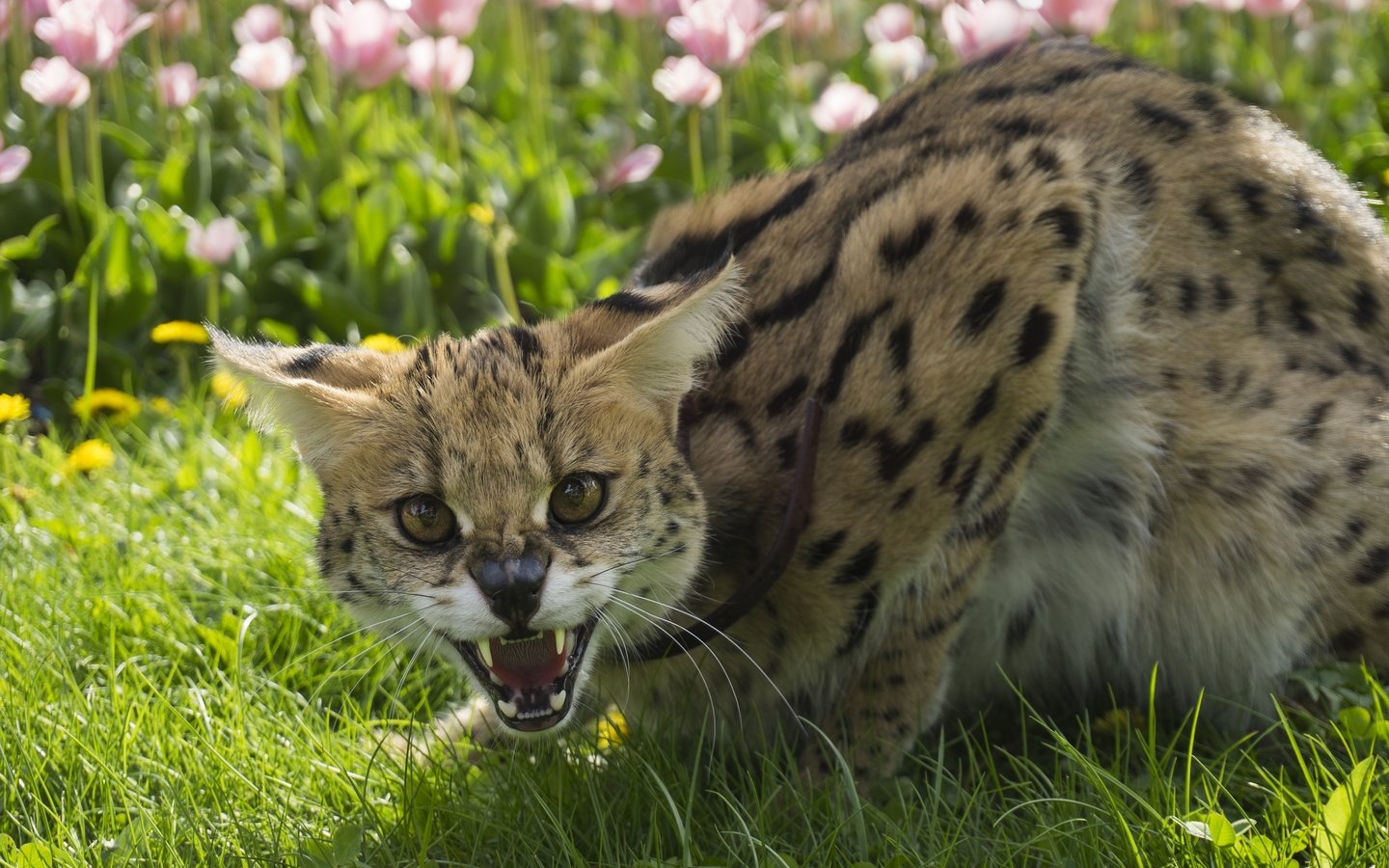 Обои цветы, трава, лето, кошка, клыки, оскал, сервал, leptailurus serval, flowers, grass, summer, cat, fangs, grin, serval разрешение 3601x2400 Загрузить