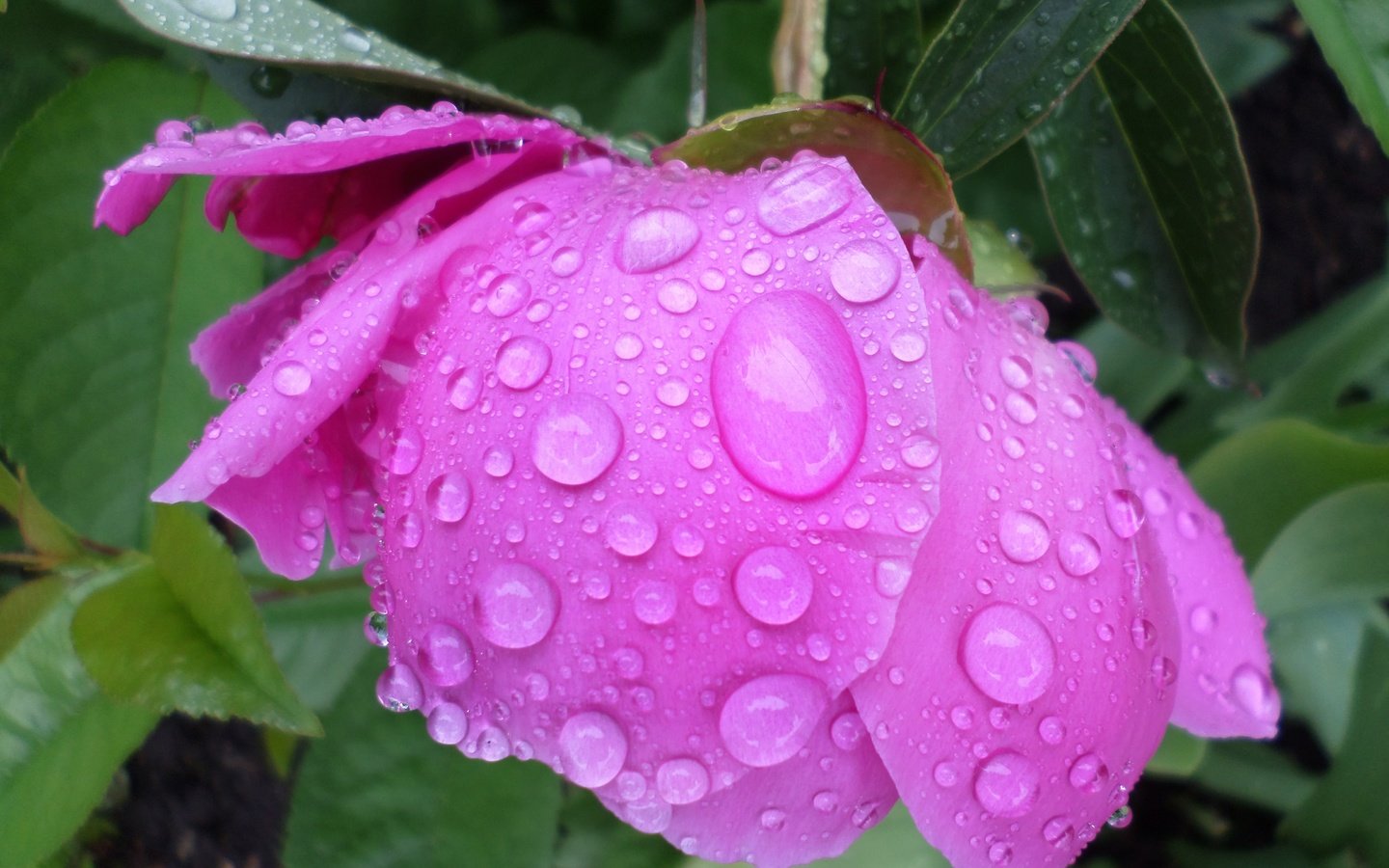 Обои листья, цветок, капли, лепестки, дождик, пион, leaves, flower, drops, petals, the rain, peony разрешение 4608x3456 Загрузить