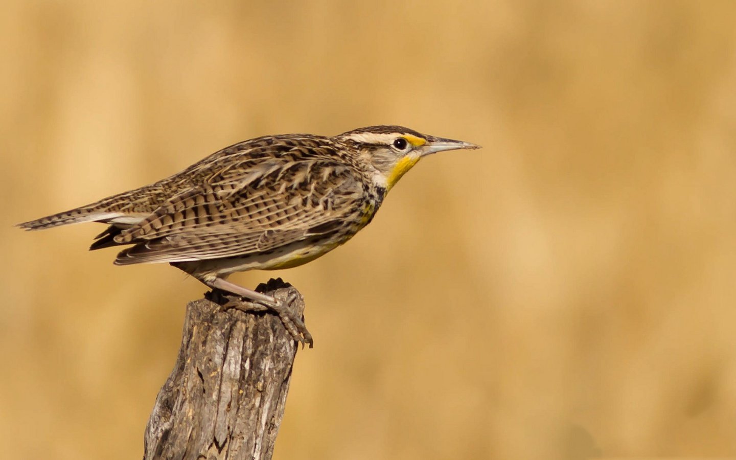 Обои птица, клюв, перья, хвост, луговой трупиал, bird, beak, feathers, tail, meadow trupial разрешение 2048x1152 Загрузить