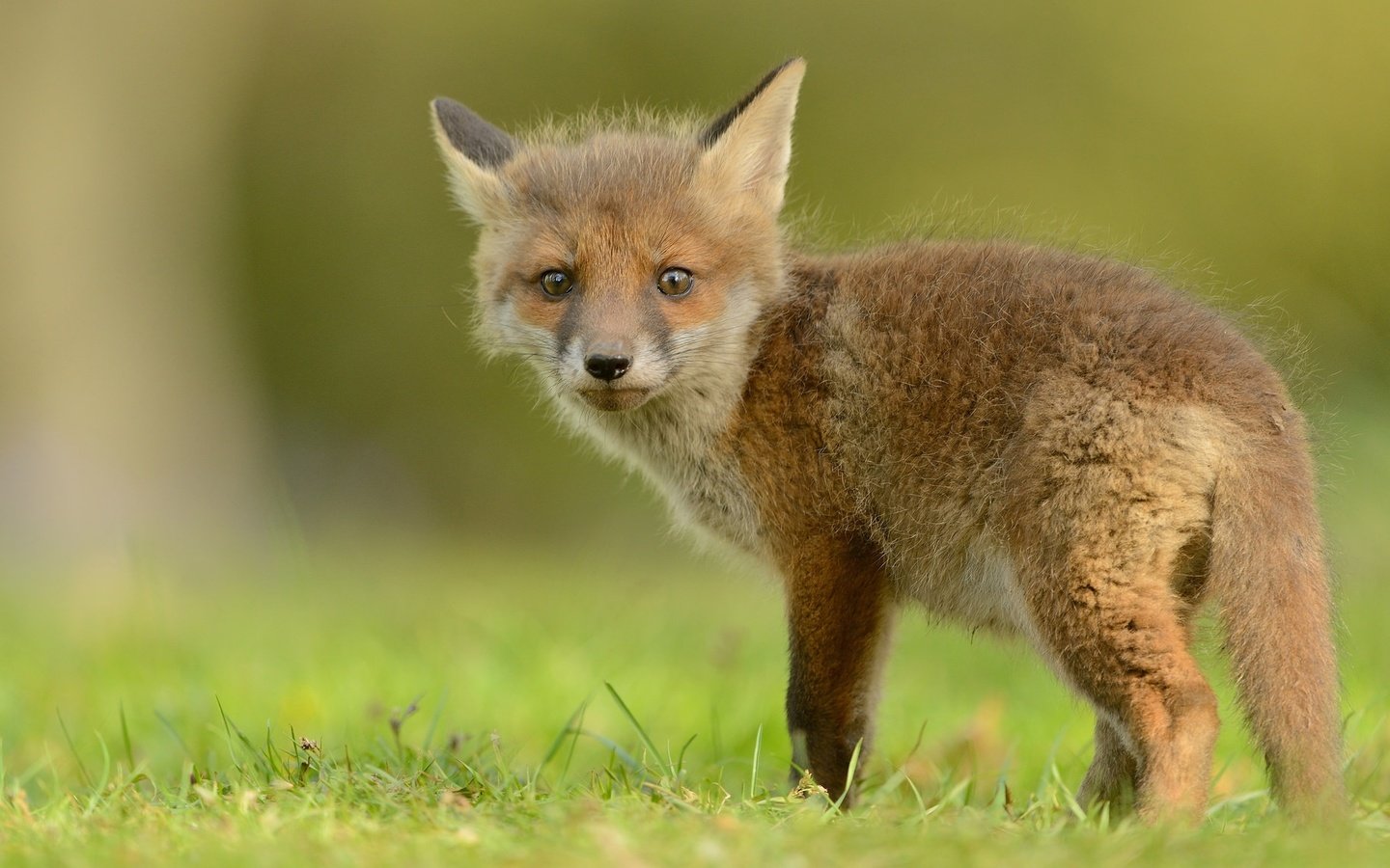 Обои трава, природа, зелень, лиса, лисица, хвост, лисенок, grass, nature, greens, fox, tail разрешение 2048x1152 Загрузить