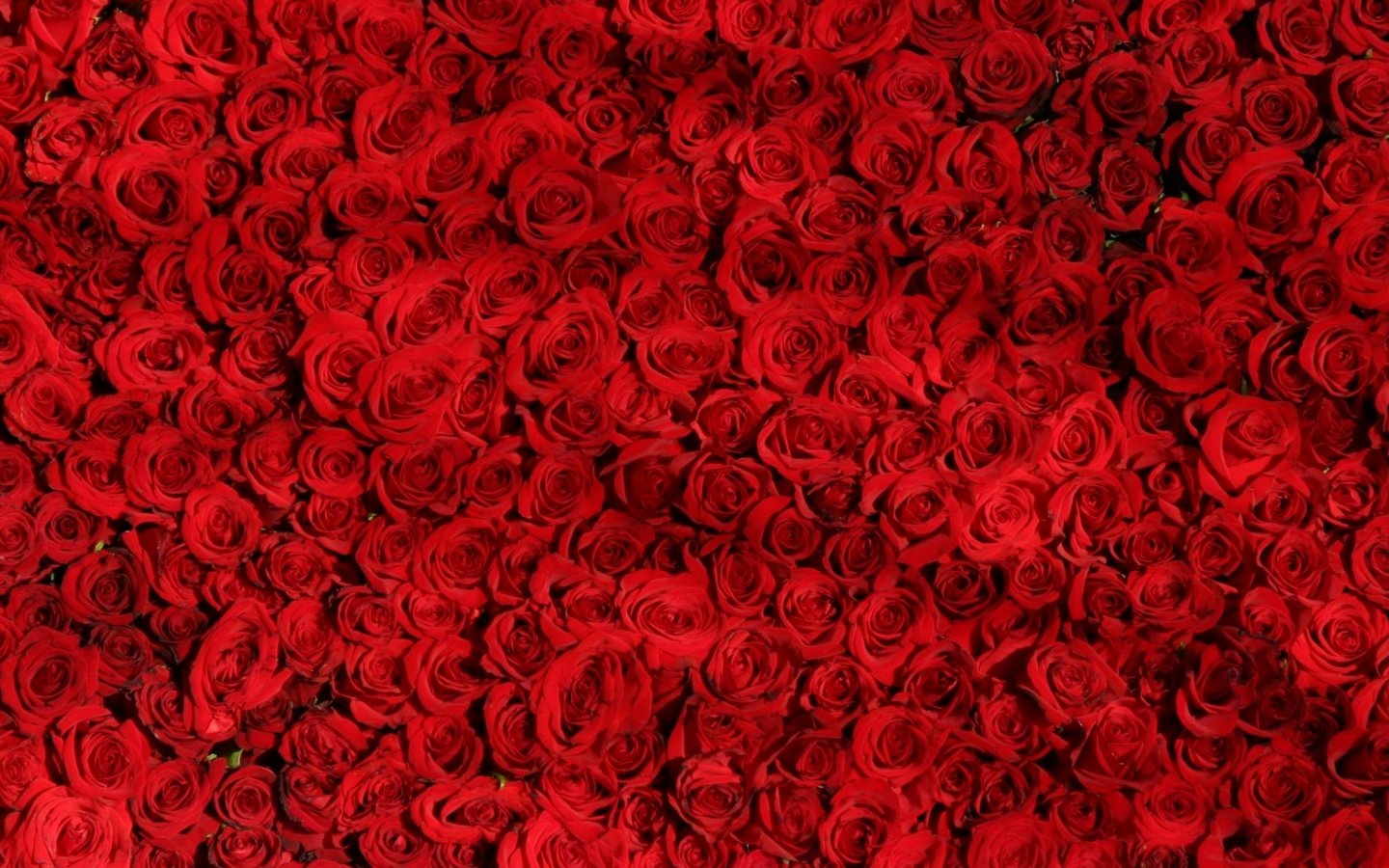 Обои цветы, розы, красные, много, flowers, roses, red, a lot разрешение 2048x1152 Загрузить