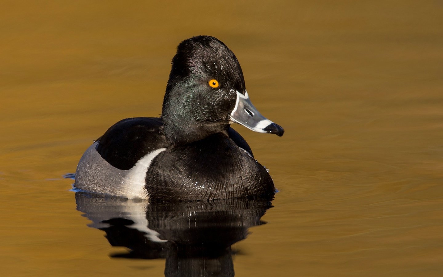 Обои водоем, птица, клюв, утка, ошейниковая чернеть, pond, bird, beak, duck, tufted duck collared разрешение 2048x1152 Загрузить