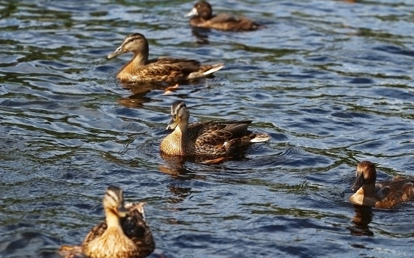 Обои вода, озеро, птицы, утки, water, lake, birds, duck разрешение 1920x1280 Загрузить