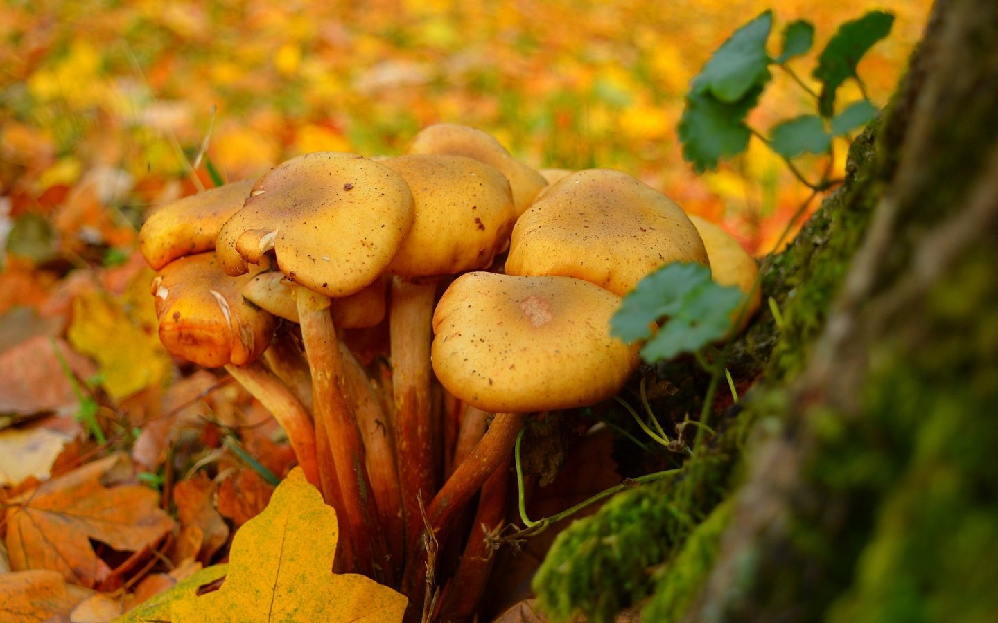 Обои листья, листва, осень, грибы, мох, leaves, foliage, autumn, mushrooms, moss разрешение 3000x1901 Загрузить