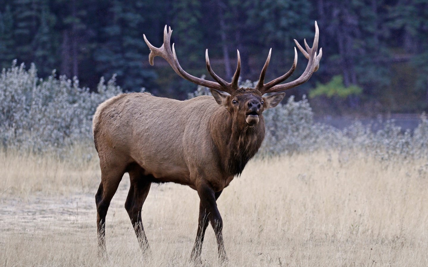 Обои природа, олень, рога, благородный олень, марал, nature, deer, horns, red deer, maral разрешение 2048x1391 Загрузить