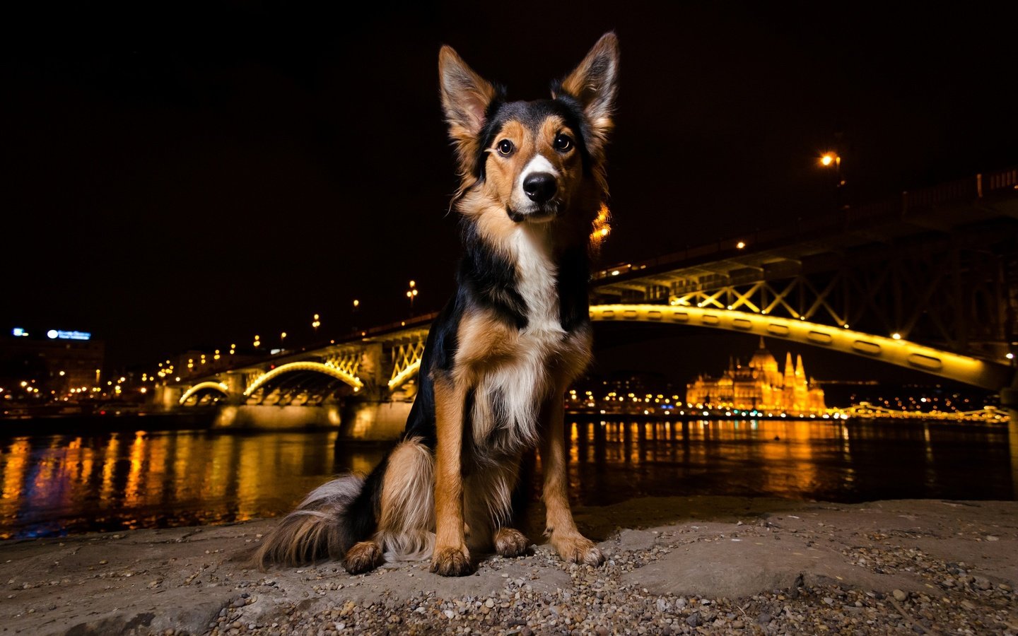 Обои ночь, огни, мордочка, мост, взгляд, собака, щенок, night, lights, muzzle, bridge, look, dog, puppy разрешение 2048x1289 Загрузить