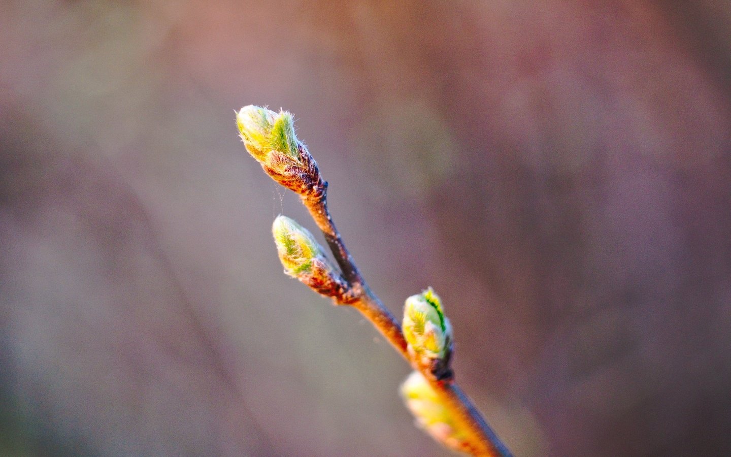 Обои ветка, макро, весна, почки, branch, macro, spring, kidney разрешение 2560x1920 Загрузить