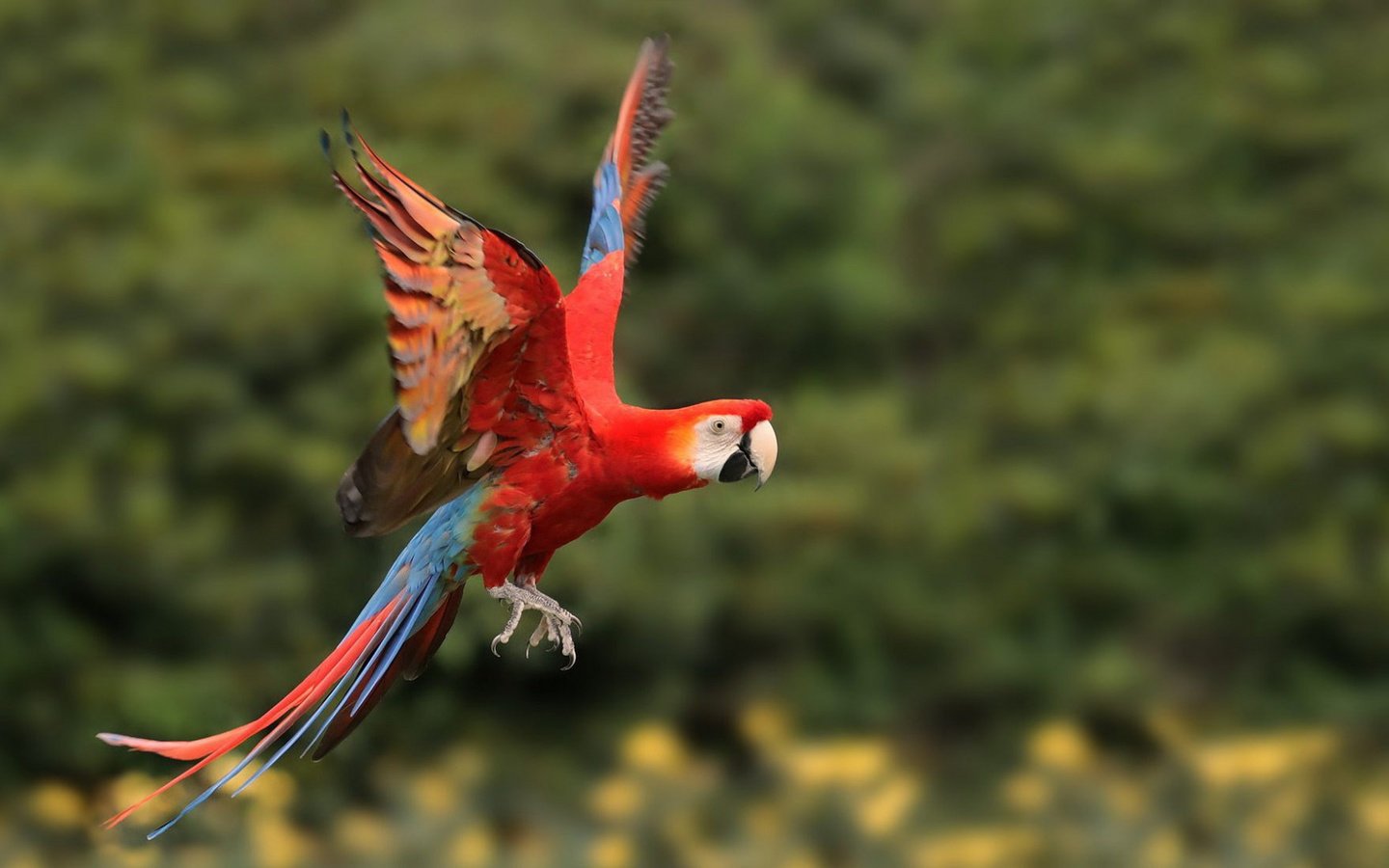 Обои полет, крылья, птица, попугай, ара, боке, flight, wings, bird, parrot, ara, bokeh разрешение 1920x1080 Загрузить