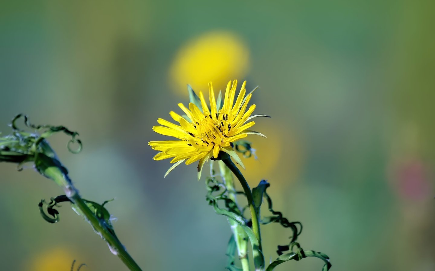 Обои цветок, лето, лепестки, flower, summer, petals разрешение 5184x3456 Загрузить