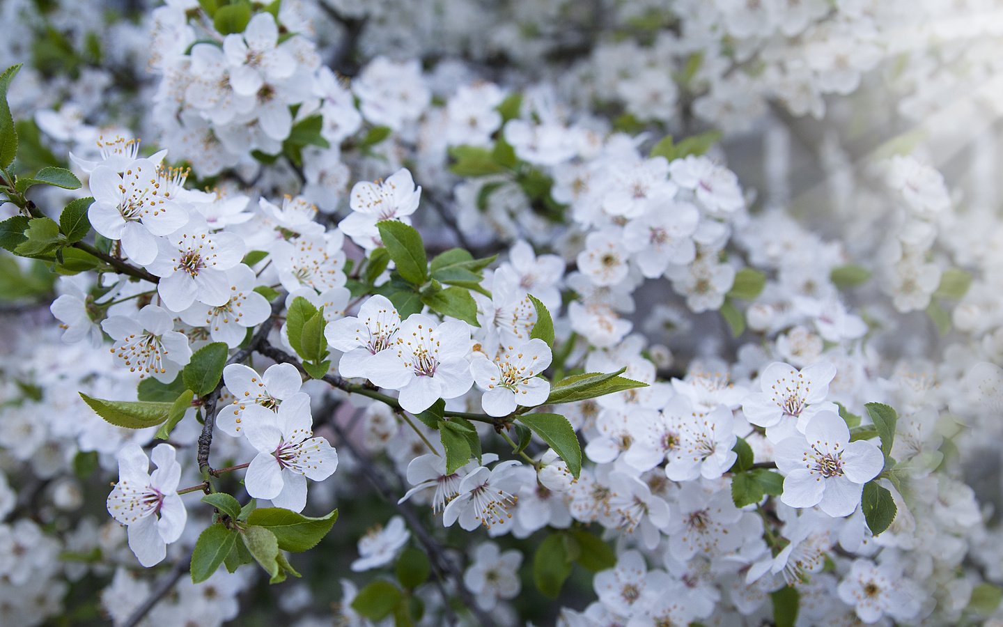 Обои весна, весенние, spring разрешение 4476x2316 Загрузить