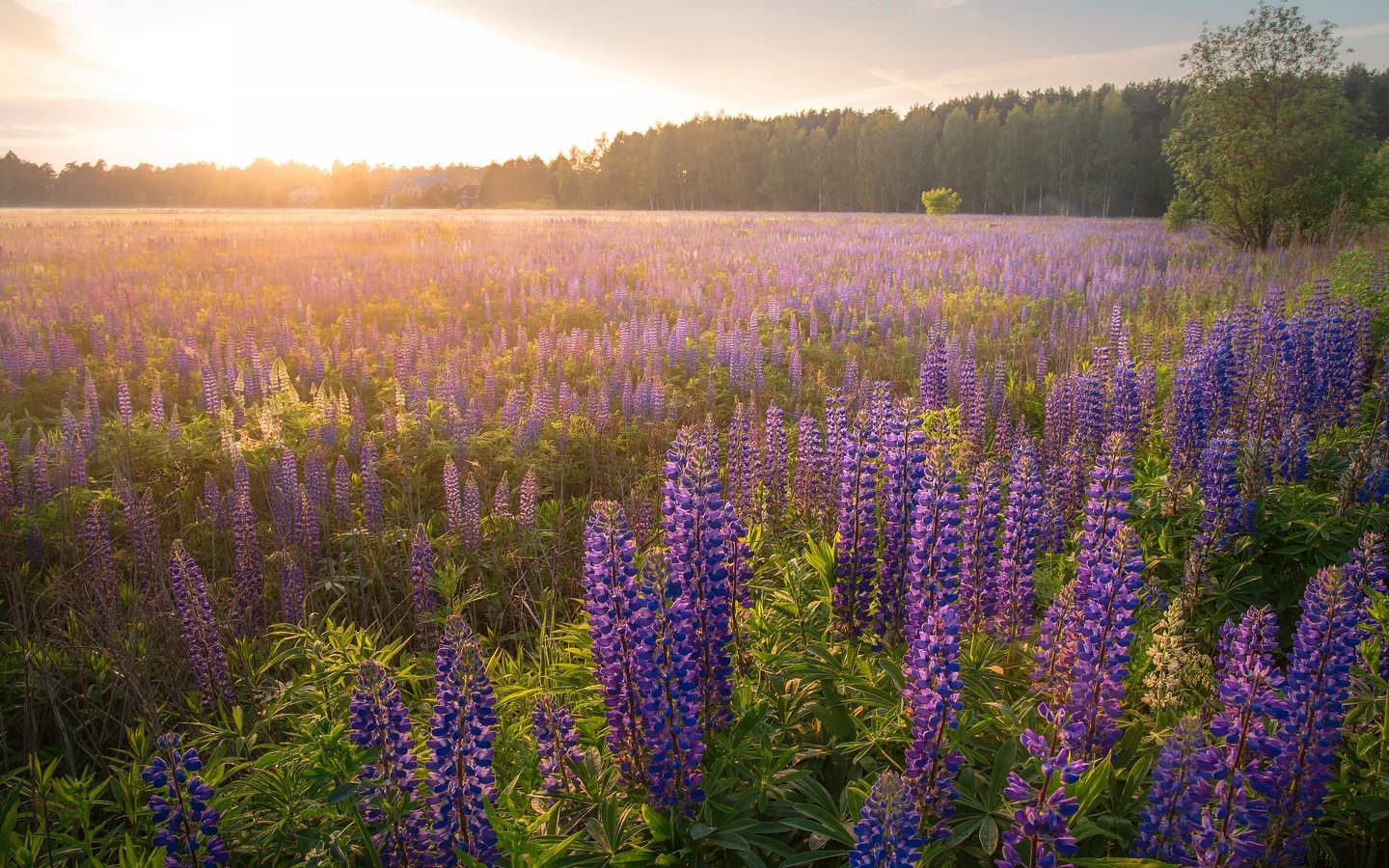 Обои цветы, люпины, лес, утро, туман, поле, рассвет, дымка, сиреневые, flowers, lupins, forest, morning, fog, field, dawn, haze, lilac разрешение 3840x2160 Загрузить