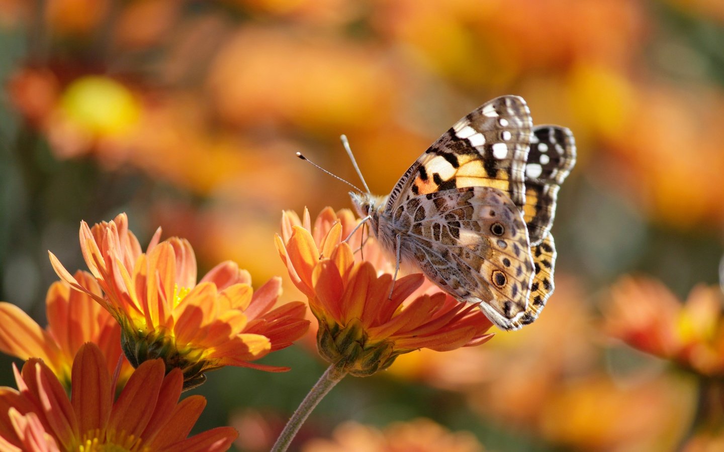 Обои цветы, макро, насекомое, лето, бабочка, боке, календула, flowers, macro, insect, summer, butterfly, bokeh, calendula разрешение 3840x2560 Загрузить