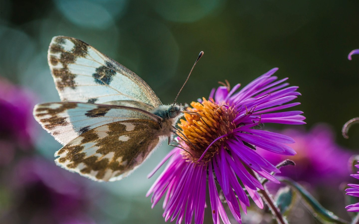 Обои цветы, природа, макро, насекомое, бабочка, крылья, боке, flowers, nature, macro, insect, butterfly, wings, bokeh разрешение 3000x2000 Загрузить