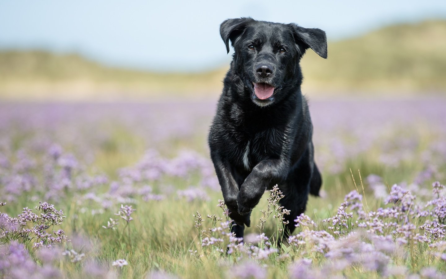 Обои цветы, собака, луг, прогулка, боке, лабрадор-ретривер, flowers, dog, meadow, walk, bokeh, labrador retriever разрешение 2048x1365 Загрузить