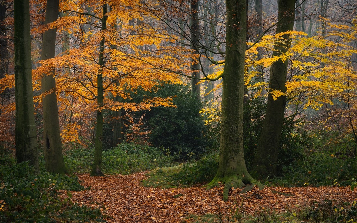 Обои деревья, лес, осень, германия, опавшая листва, trees, forest, autumn, germany, fallen leaves разрешение 2048x1152 Загрузить