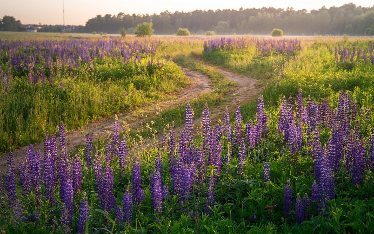 Обои дорога, цветы, лес, поле, лето, сиреневые, люпины, road, flowers, forest, field, summer, lilac, lupins разрешение 3840x2160 Загрузить