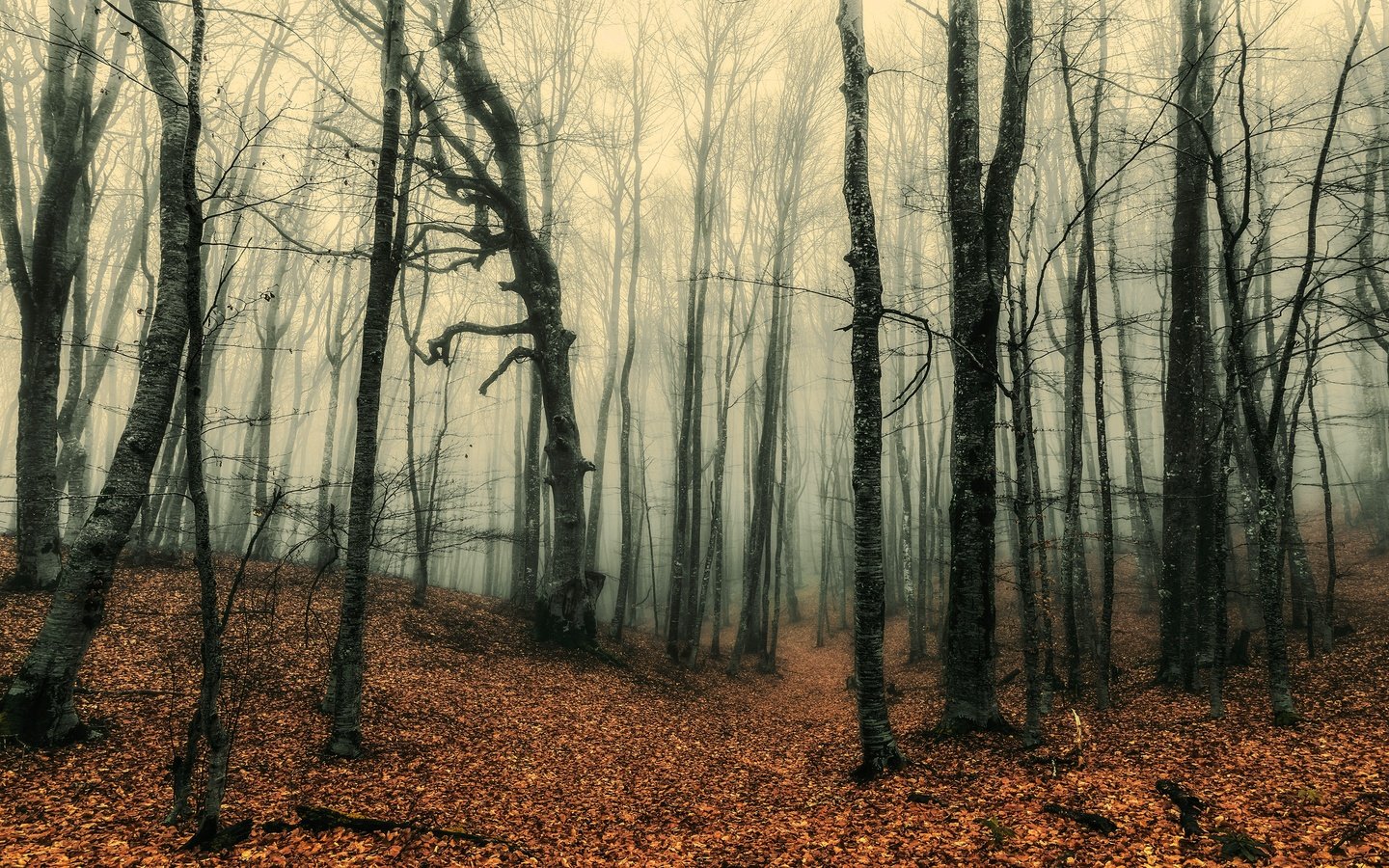 Обои лес, туман, стволы, осень, листопад, forest, fog, trunks, autumn, falling leaves разрешение 3840x2160 Загрузить