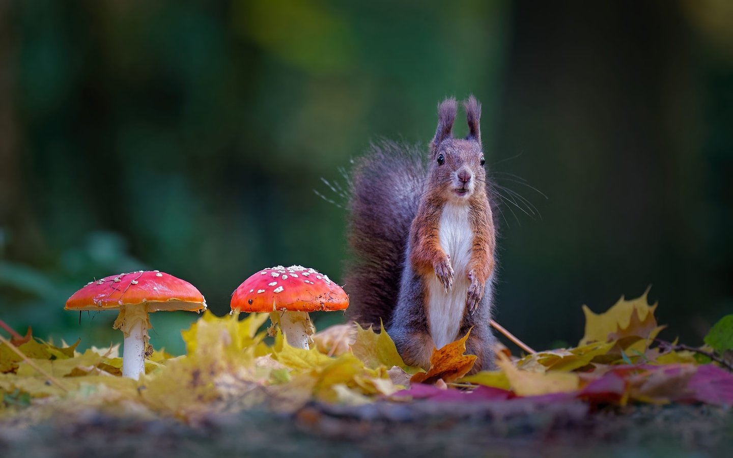 Обои листва, осень, грибы, белка, зеленый фон, мухоморы, foliage, autumn, mushrooms, protein, green background, amanita разрешение 2000x1348 Загрузить