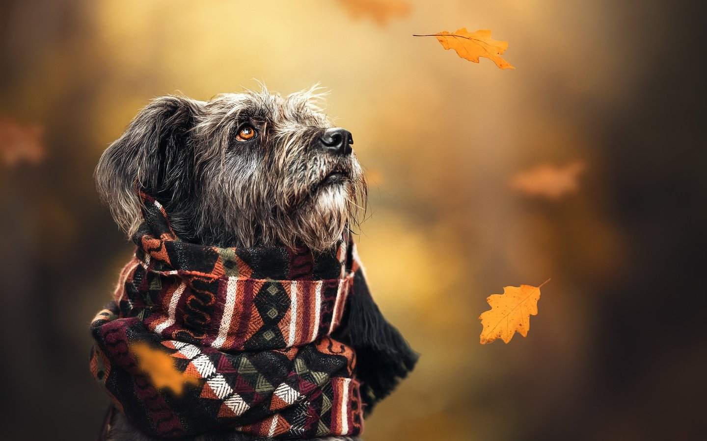 Обои осень, собака, шарф, autumn, dog, scarf разрешение 2048x1365 Загрузить