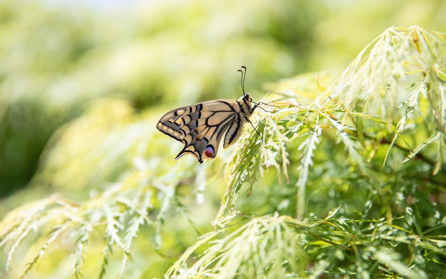 Обои природа, листья, макро, насекомое, ветки, бабочка, боке, nature, leaves, macro, insect, branches, butterfly, bokeh разрешение 6720x4480 Загрузить