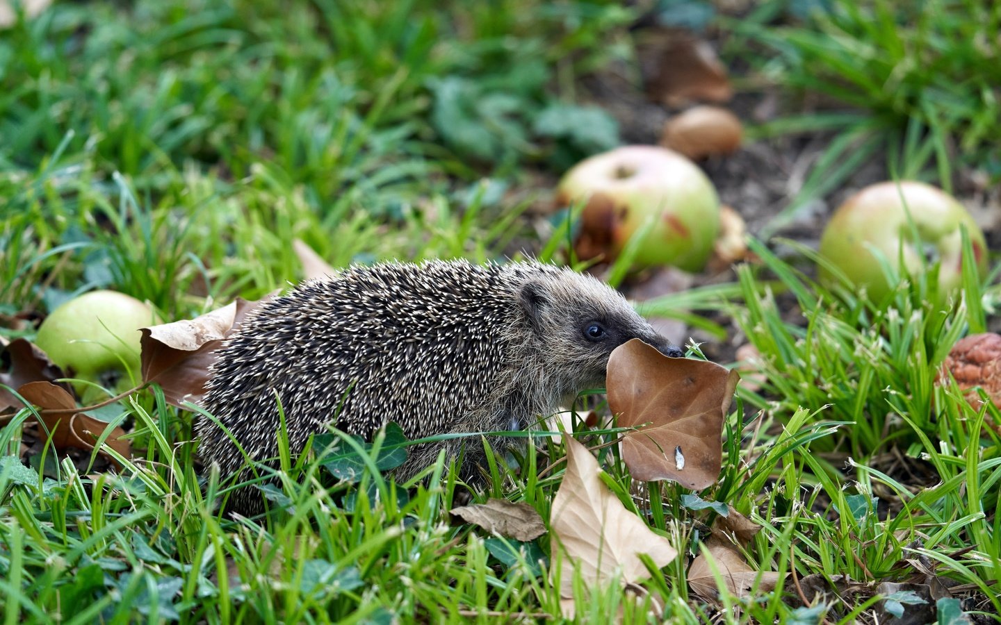 Обои трава, листья, яблоки, осень, ежик, еж, grass, leaves, apples, autumn, hedgehog разрешение 5827x3884 Загрузить