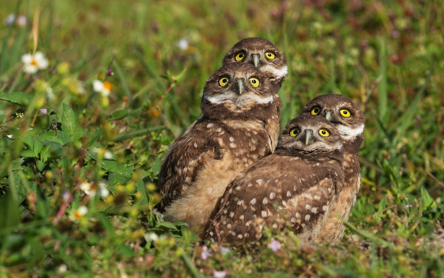 Обои трава, взгляд, птицы, боке, совы, сычи, grass, look, birds, bokeh, owls разрешение 3656x2594 Загрузить