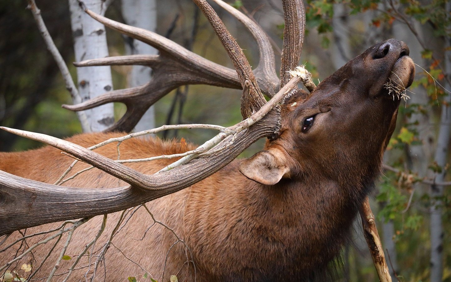 Обои ветка, олень, рога, вапити, branch, deer, horns, wapiti разрешение 2048x1365 Загрузить