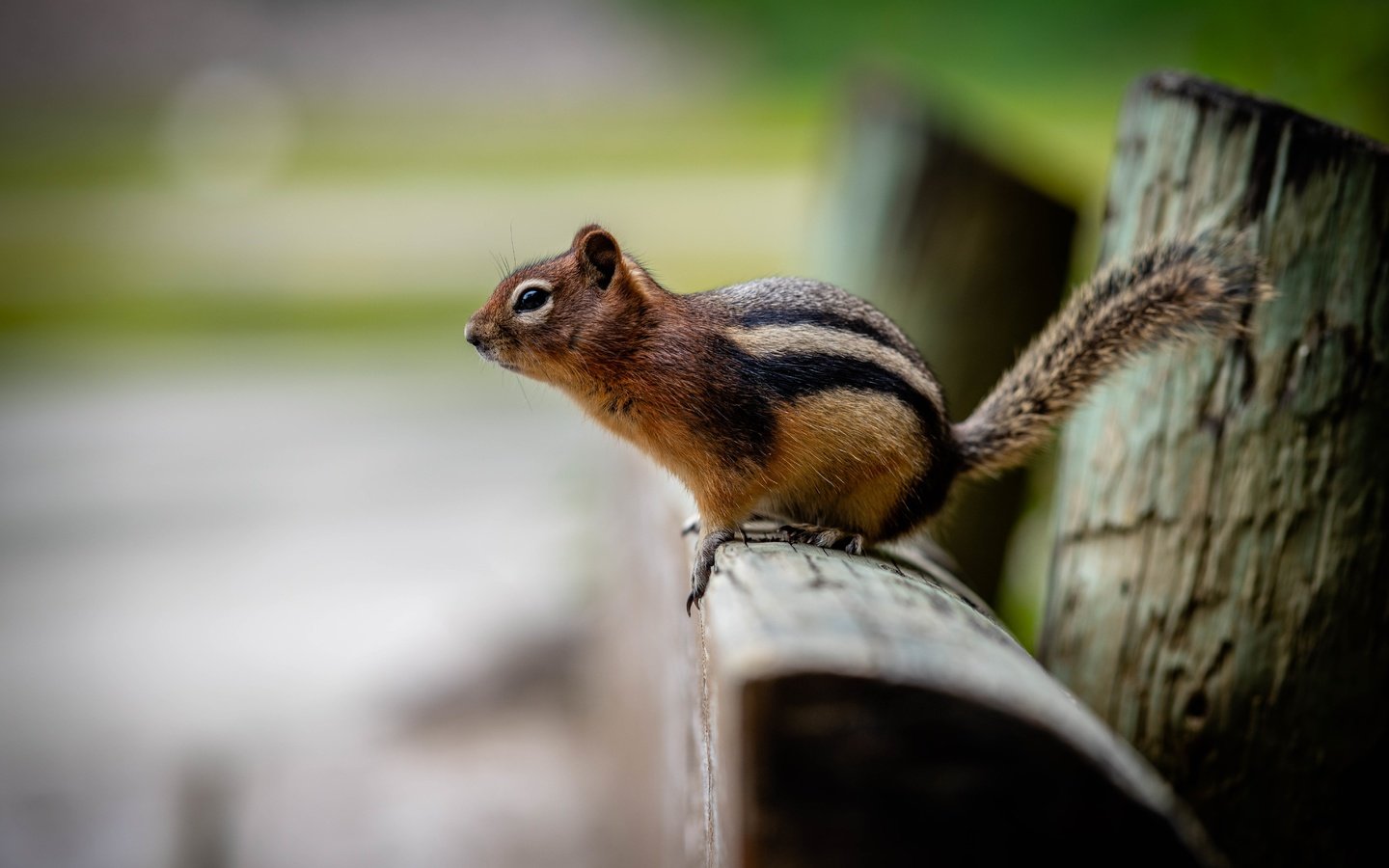 Обои бревно, боке, бурундук, log, bokeh, chipmunk разрешение 6144x4096 Загрузить