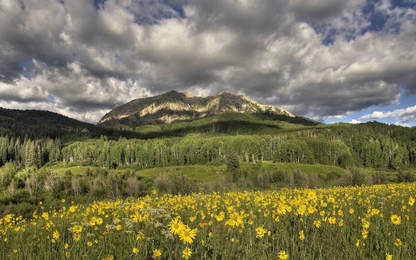 Обои цветы, горы, луг, желтые, flowers, mountains, meadow, yellow разрешение 2000x1314 Загрузить