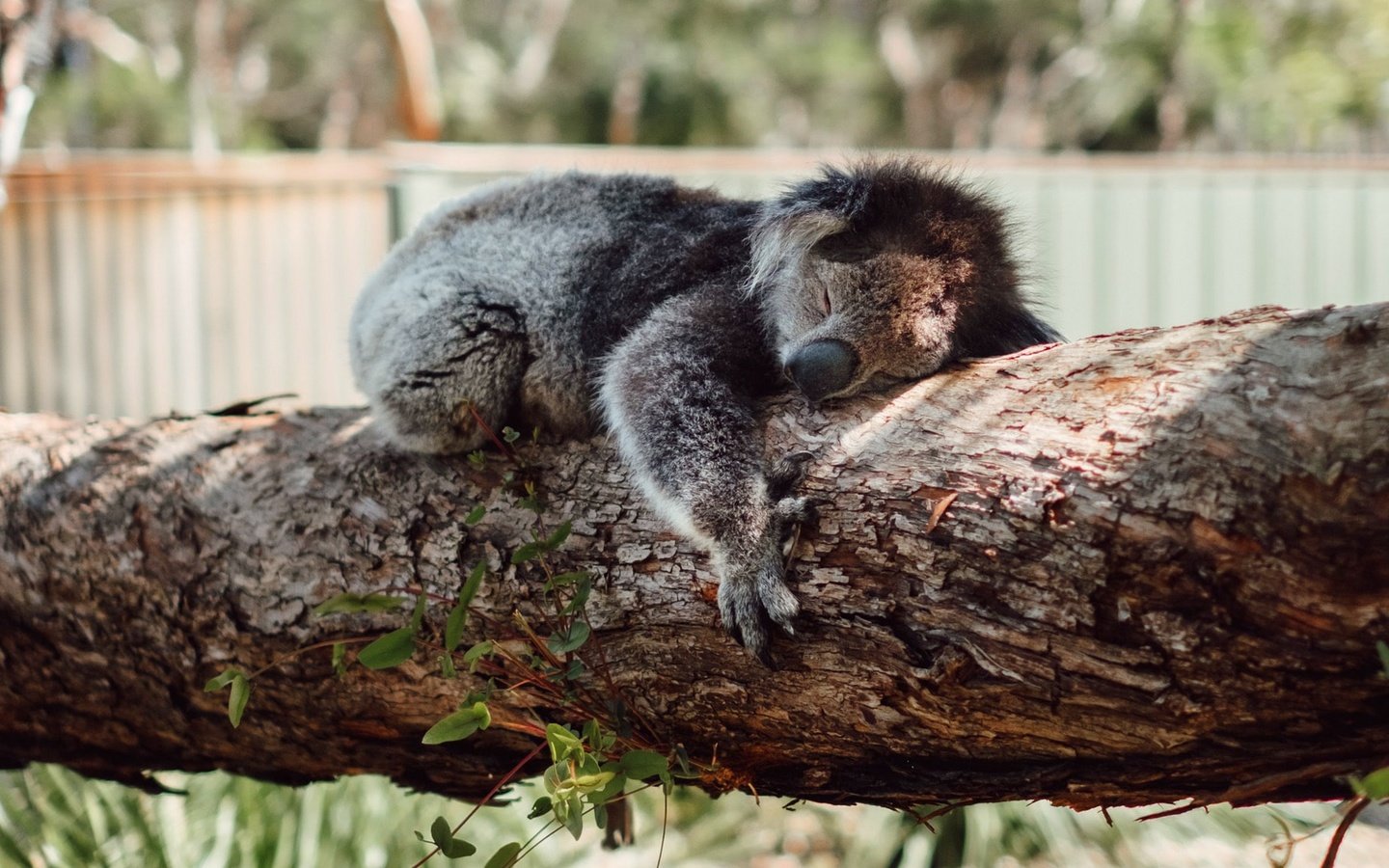 Обои дерево, сон, спит, коала, tree, sleep, sleeping, koala разрешение 1920x1080 Загрузить