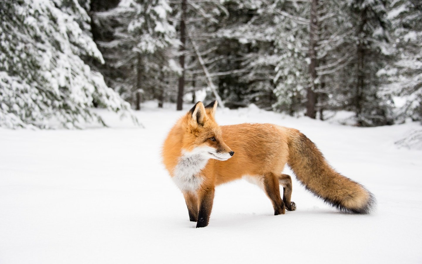Обои природа, зима, лиса, nature, winter, fox разрешение 2400x1602 Загрузить