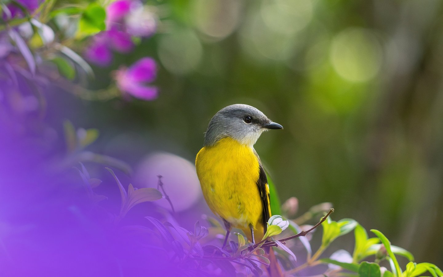 Обои птица, боке, bird, bokeh разрешение 5120x3840 Загрузить