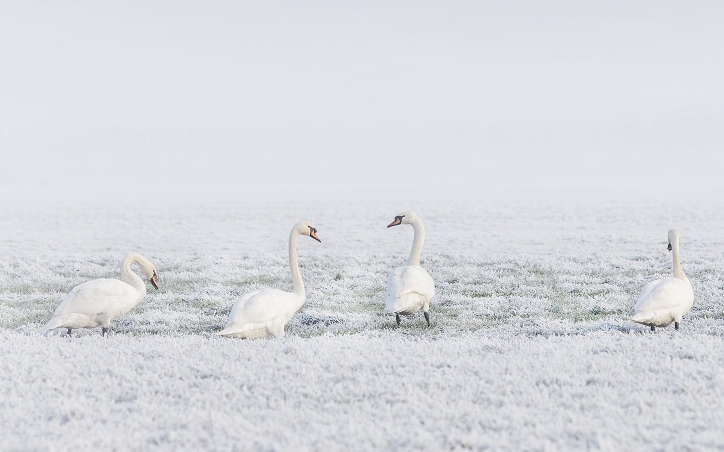 Обои снег, природа, зима, птицы, лебеди, лебедь, snow, nature, winter, birds, swans, swan разрешение 3840x2160 Загрузить