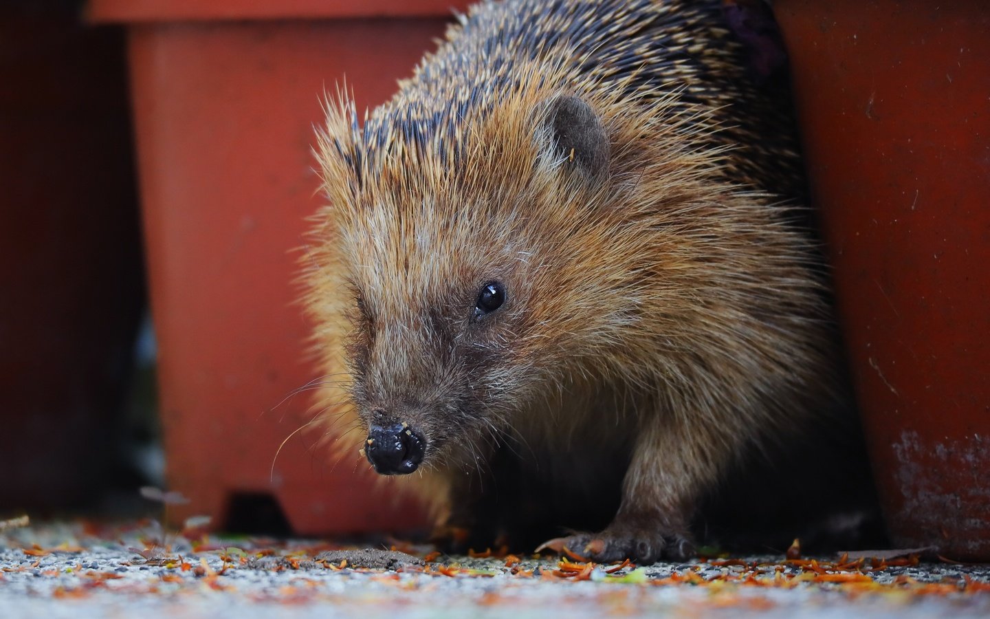 Обои взгляд, горшки, колючки, мордашка, ежик, иголки, еж, look, pots, barb, face, hedgehog, needles разрешение 3840x2156 Загрузить