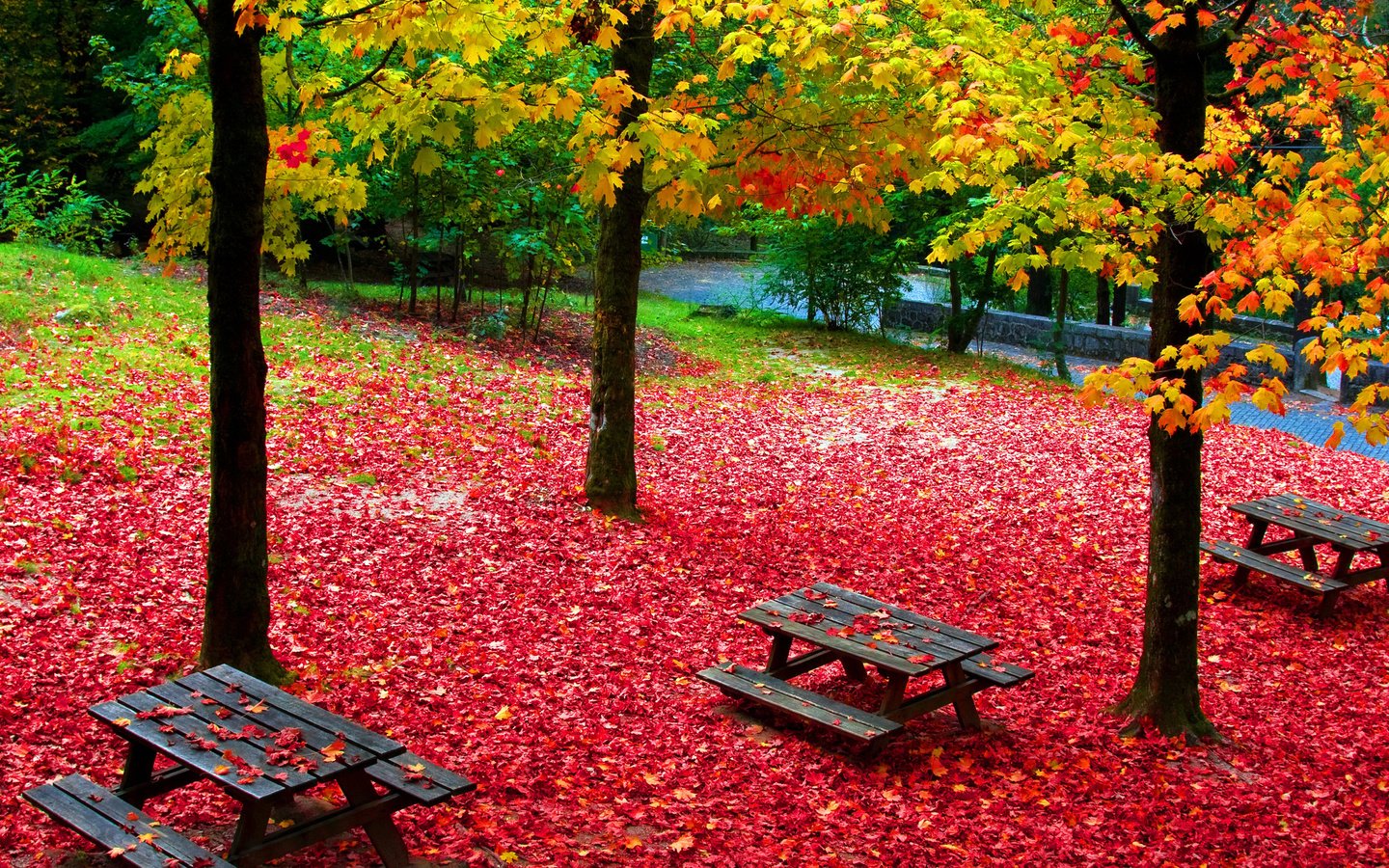 Обои деревья, парк, листва, осень, стол для пикника, trees, park, foliage, autumn разрешение 3840x2160 Загрузить