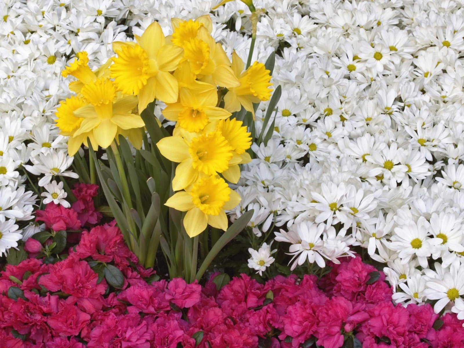 Обои цветы, нарцисс, flowers, narcissus разрешение 2560x1600 Загрузить