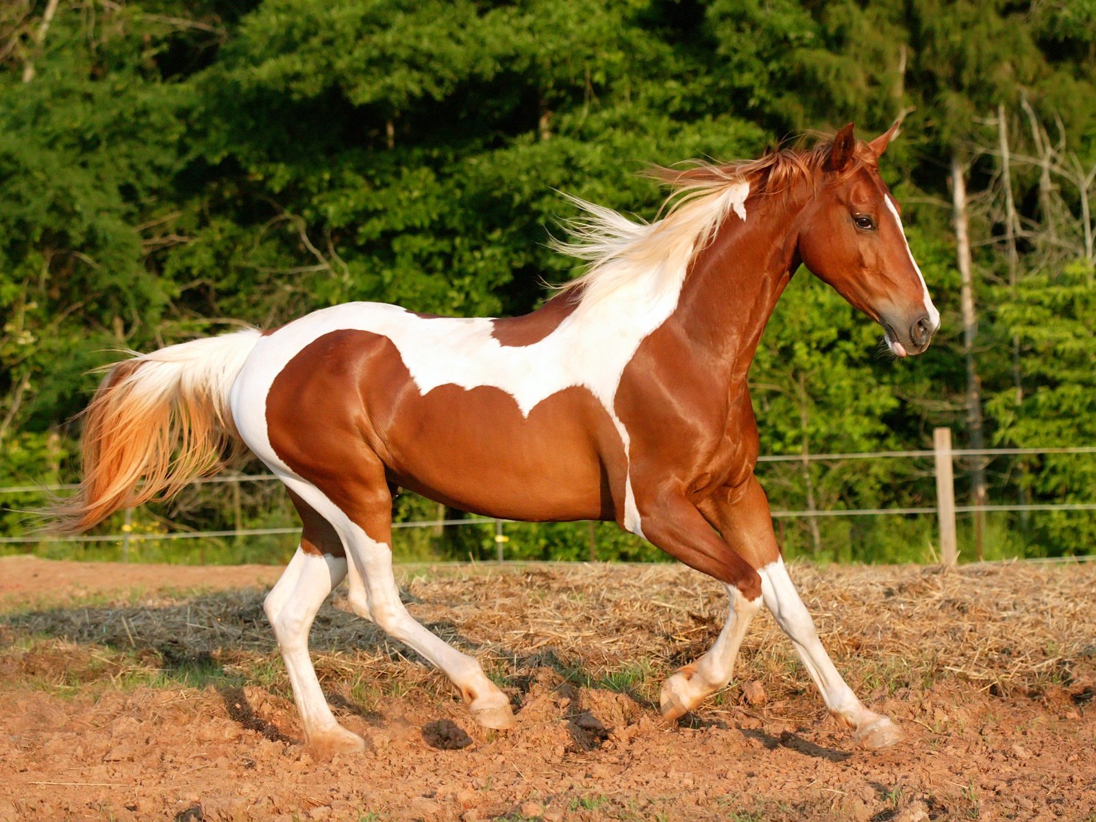 Обои лошадь, земля, бег, horse, earth, running разрешение 2500x1807 Загрузить