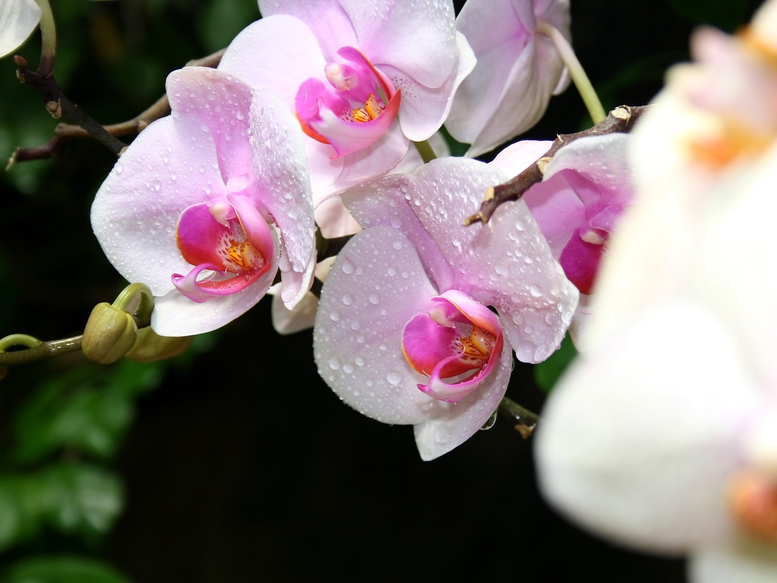 Обои цветы, макро, крым, орхидеи, cvety, krym, orxidei, flowers, macro, crimea, orchids разрешение 3888x2592 Загрузить