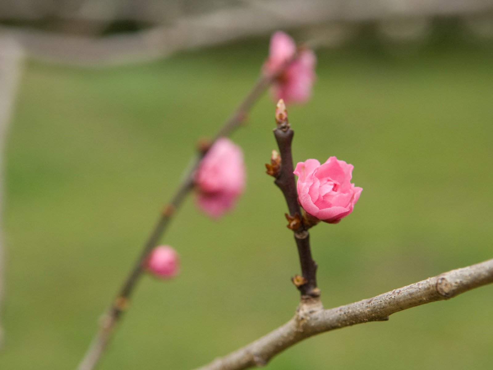 Обои цветы, ветка, природа, весна, flowers, branch, nature, spring разрешение 1920x1200 Загрузить