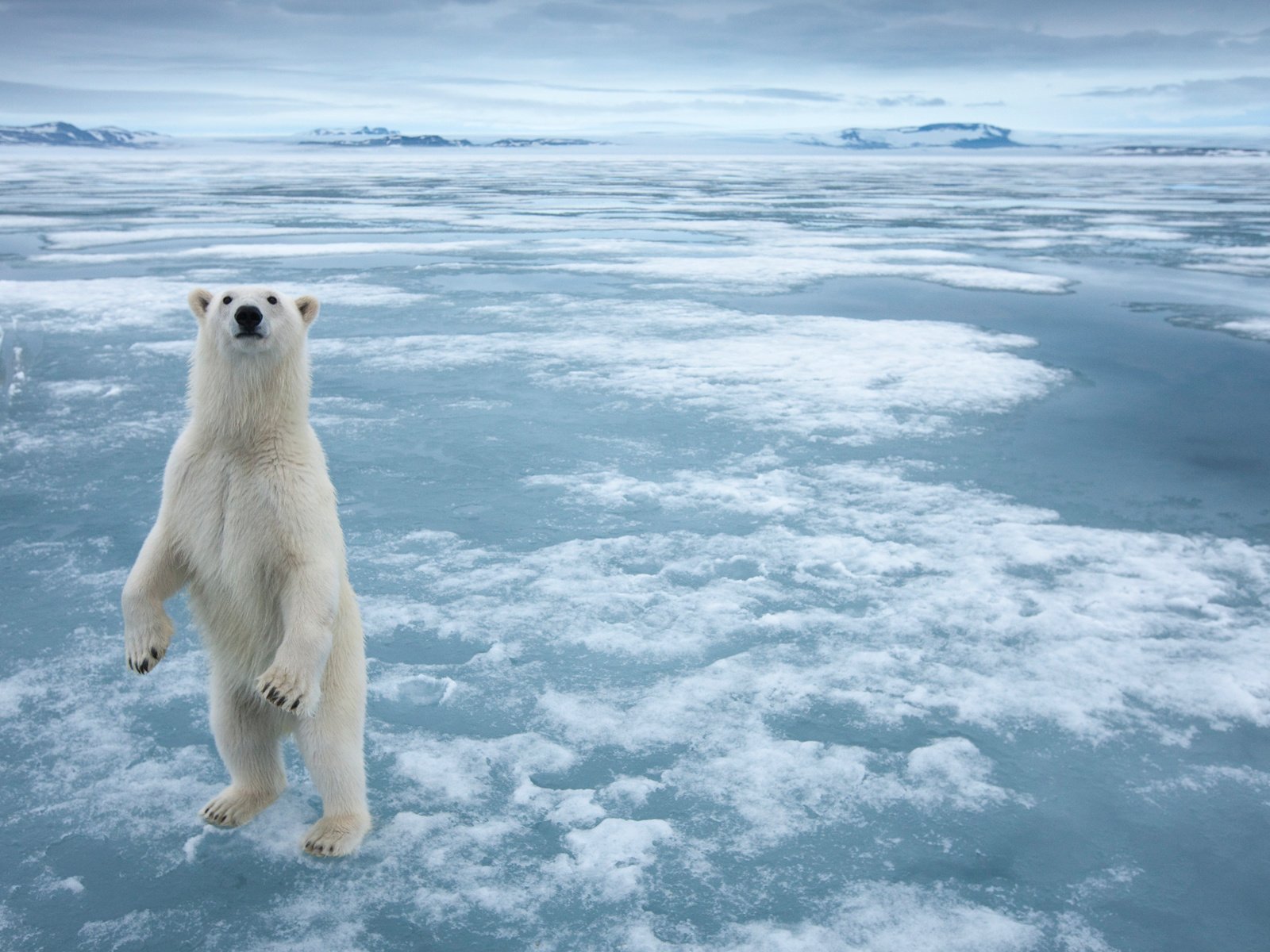 Обои снег, полярный медведь, медведь, лёд, белый медведь, snow, polar bear, bear, ice разрешение 1920x1200 Загрузить