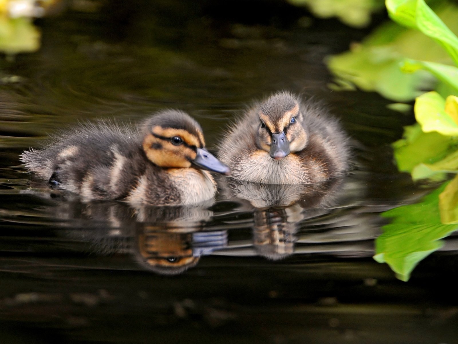 Обои вода, природа, птицы, утята, утки, птенцы, water, nature, birds, ducklings, duck, chicks разрешение 1920x1200 Загрузить