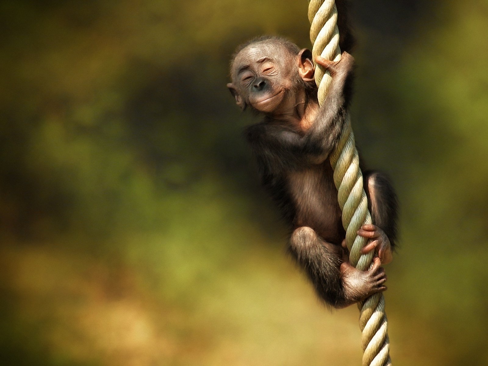 Обои канат, обезьяна, детеныш, rope, monkey, cub разрешение 1920x1200 Загрузить