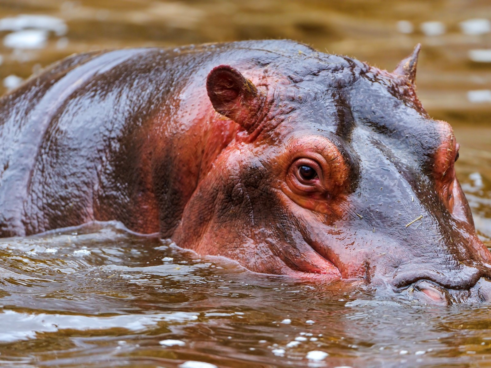 Обои морда, вода, бегемот, face, water, hippo разрешение 4256x2832 Загрузить