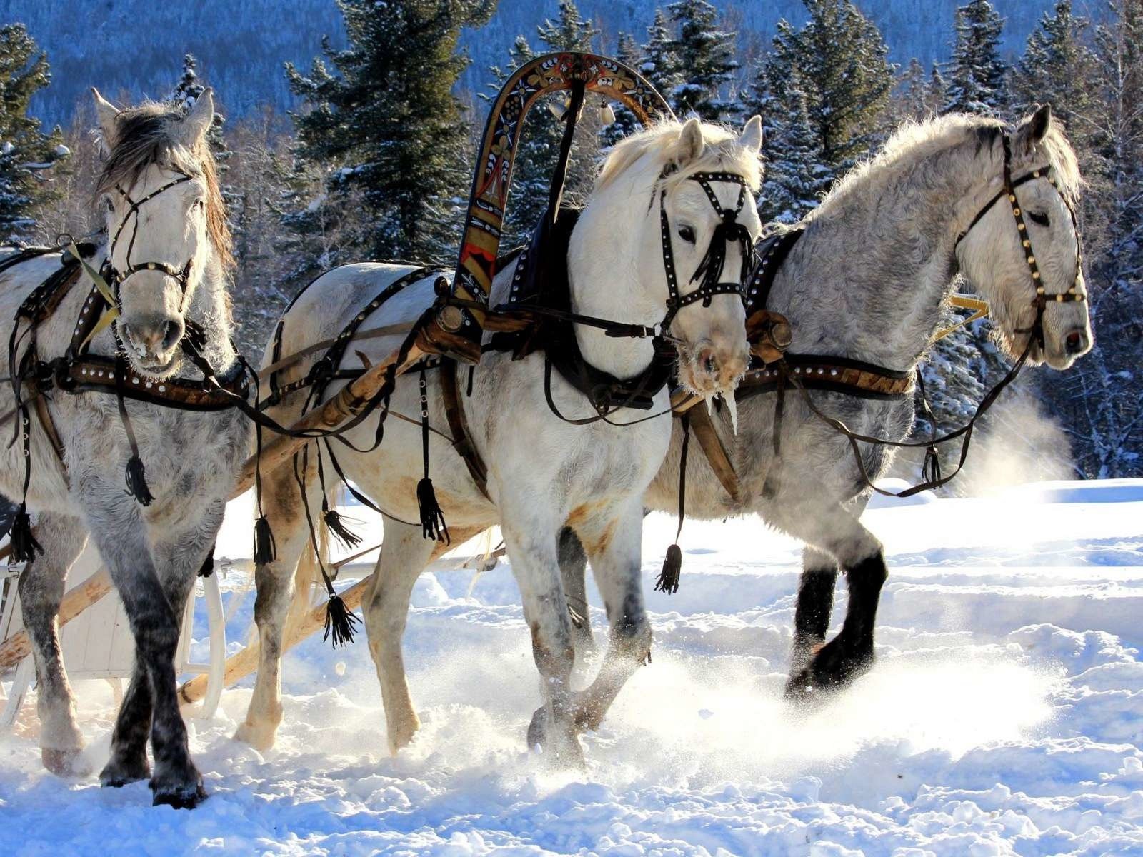 Обои снег, зима, мороз, сани, лошади, кони, упряжка, тройка, snow, winter, frost, sleigh, horse, horses, team, three разрешение 1920x1200 Загрузить