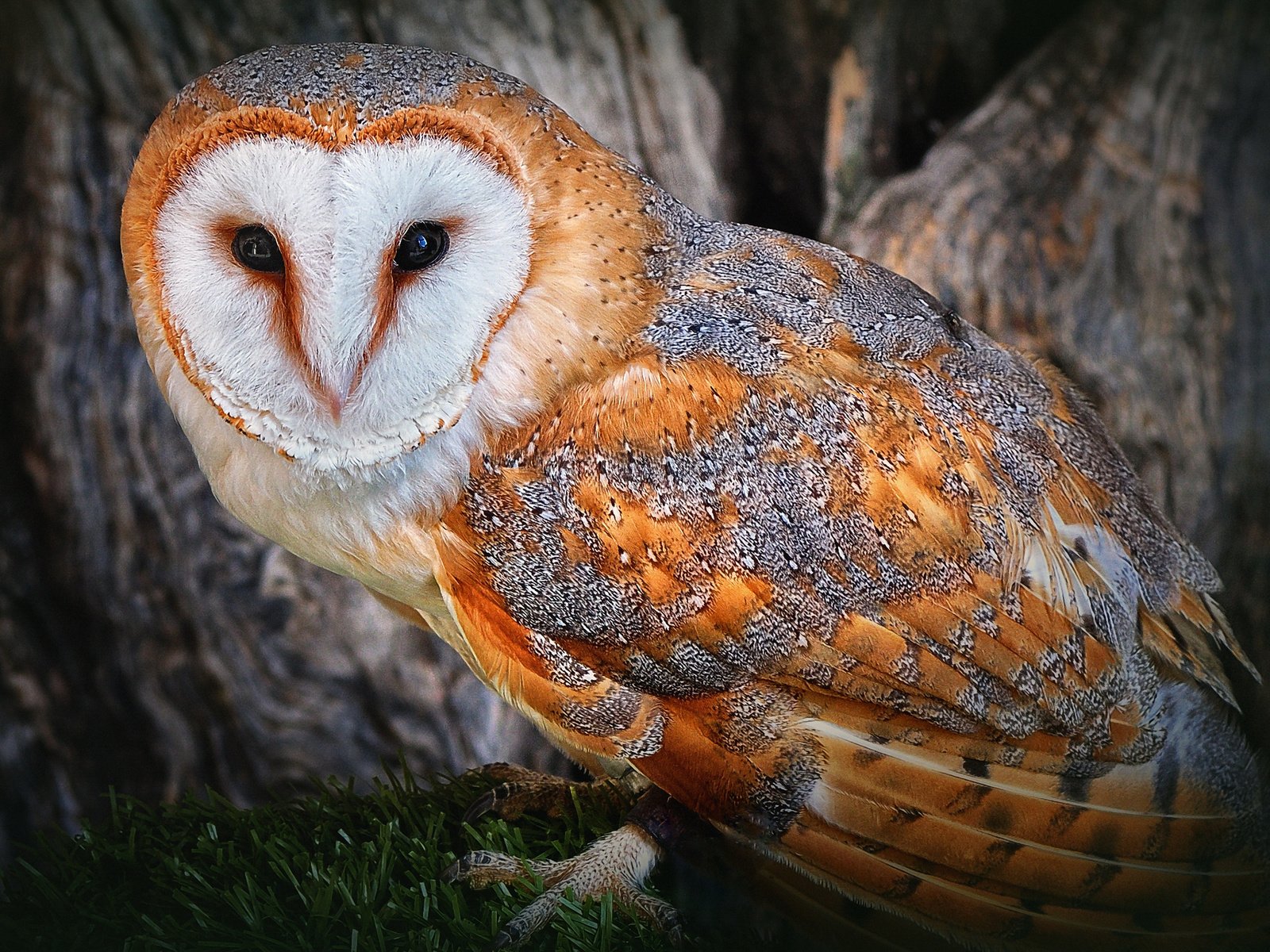 Обои трава, сова, дерево, лес, птица, сипуха, grass, owl, tree, forest, bird, the barn owl разрешение 2560x1600 Загрузить