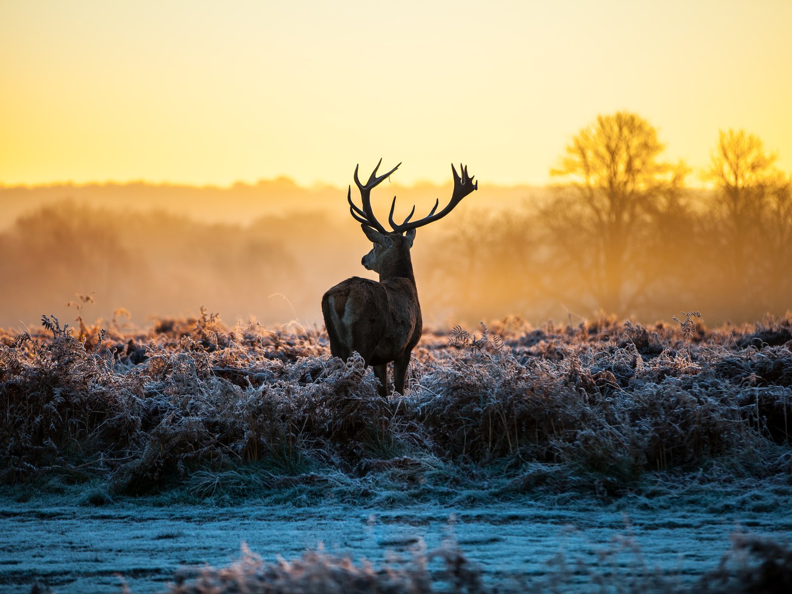 Обои трава, природа, олень, зима, рассвет, иней, рога, лень, grass, nature, deer, winter, dawn, frost, horns, laziness разрешение 5616x3744 Загрузить