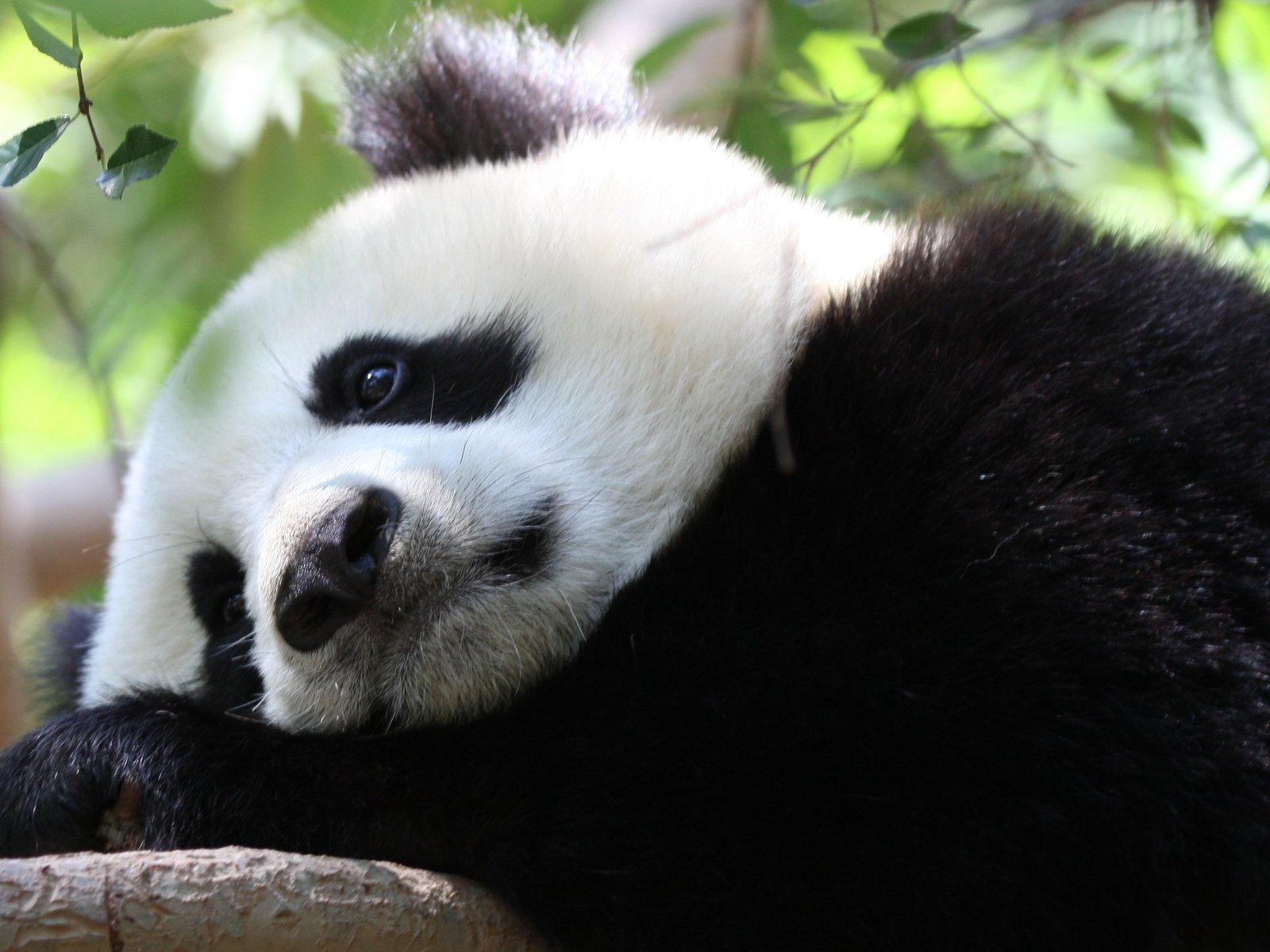 Обои панда, бамбуковый медведь, большая панда, panda, bamboo bear, the giant panda разрешение 3570x2008 Загрузить