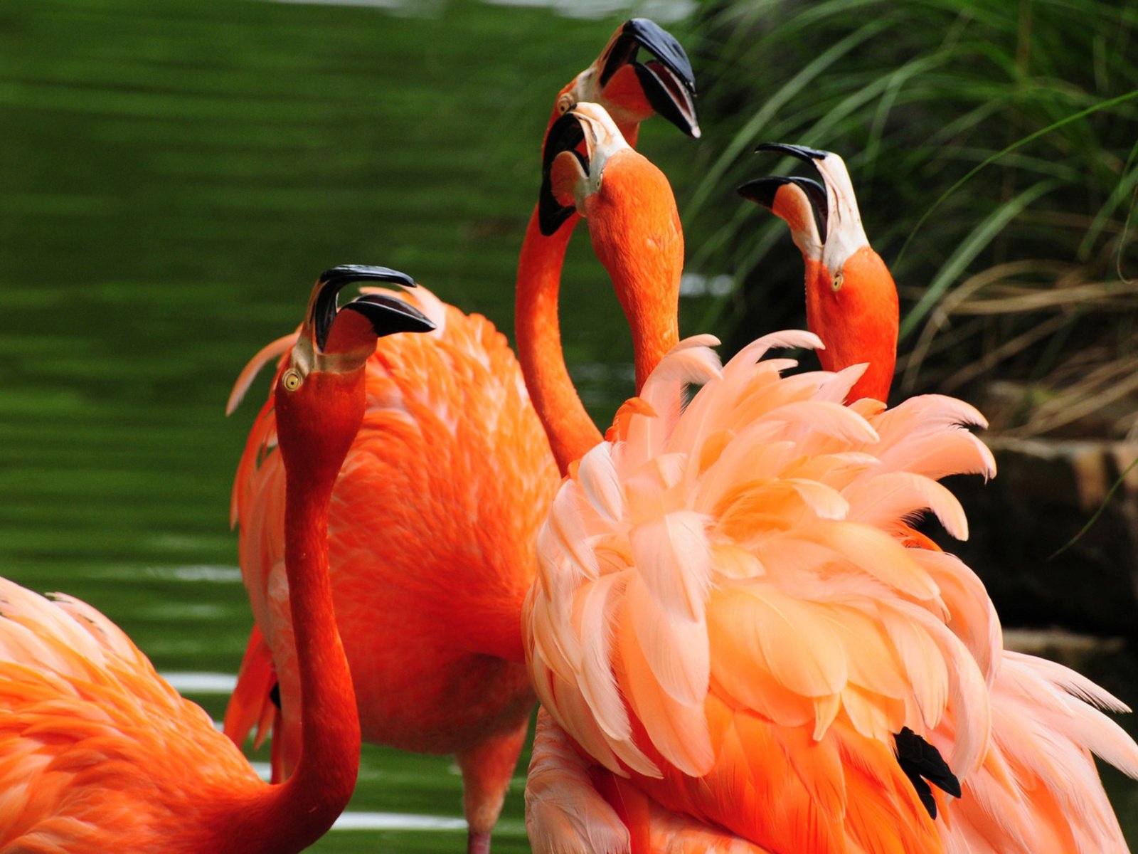 Обои вода, фламинго, птицы, оперение, клювы, water, flamingo, birds, tail, beaks разрешение 2560x1600 Загрузить