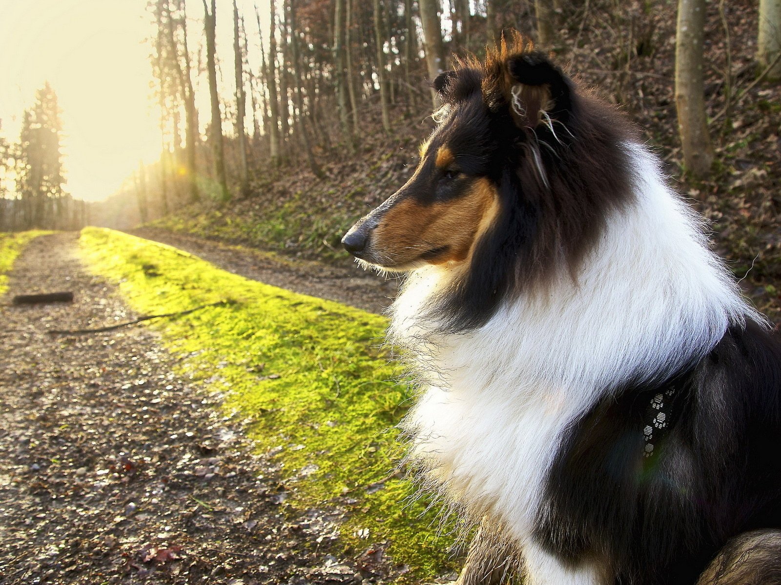 Обои природа, собака, друг, колли, длинношёрстный, nature, dog, each, collie, longhair разрешение 1920x1200 Загрузить