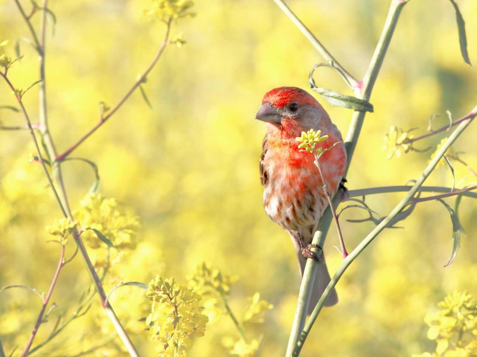 Обои цветы, птица, куст, веточки, зяблик, flowers, bird, bush, twigs, chaffinch разрешение 1920x1200 Загрузить